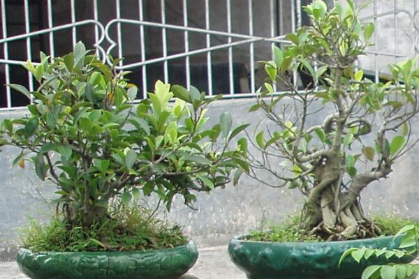 榕樹盆景掉葉子，四種原因以及處理方法