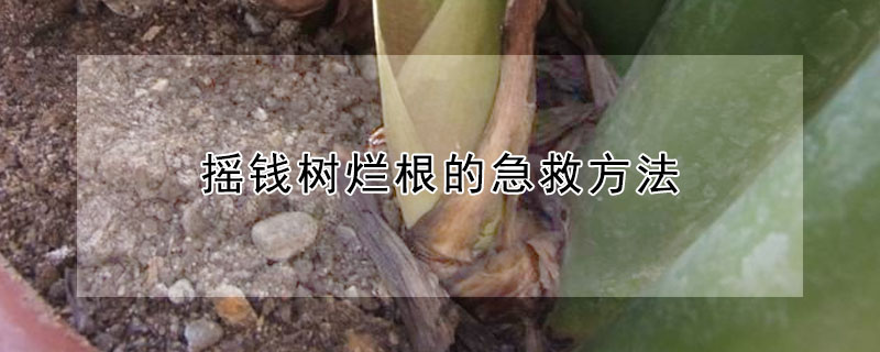 搖錢(qián)樹(shù)爛根的急救方法