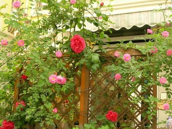 家庭種植薔薇花有什么好處，薔薇花是綠花遮陰的好幫手