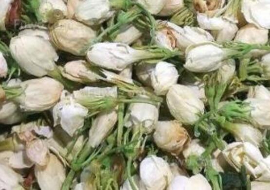 茉莉花怎么繁殖，茉莉花繁殖方法