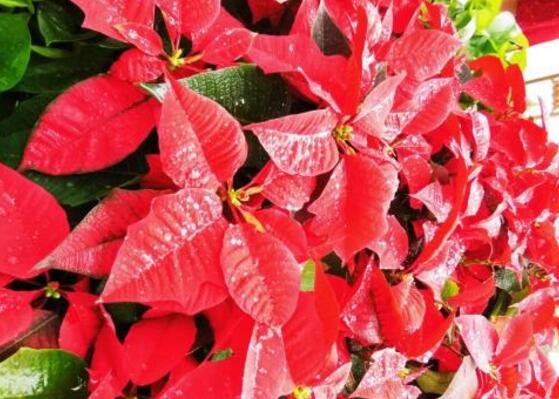 一品紅什么時候開花，一品紅在每年12月至翌年2月開花