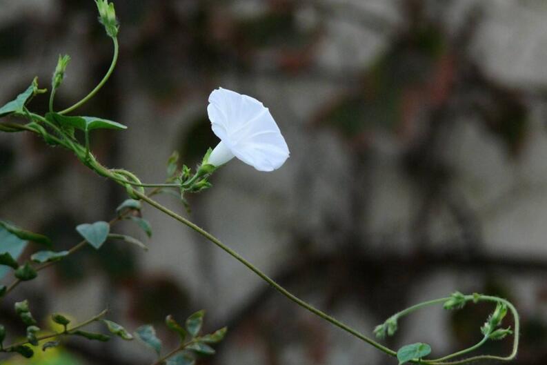 夕顏花是牽?；▎幔皇?夕顏花是一種比較凄涼的花朵