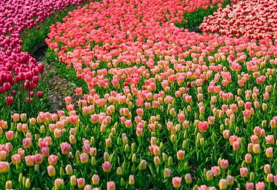 郁金香一直不發(fā)芽怎么辦，教你六個(gè)辦法輕松解決