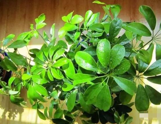發(fā)財樹養(yǎng)護，注意光照溫度/忌積水、少施肥