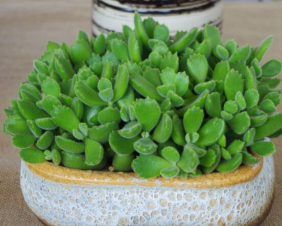 熊童子開花寓意，一片生機(jī)勃勃的綠色景象(美好寓意)