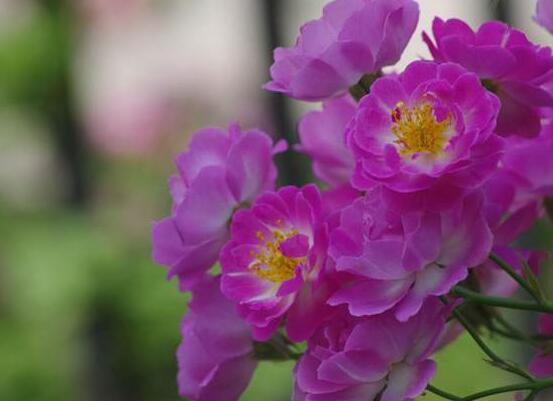 薔薇花的種植方法，盤點(diǎn)薔薇花七大種植方法