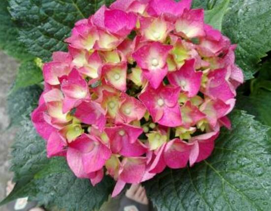 繡球花幾月扦插，二月萌芽扦插最佳