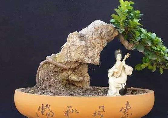 榕樹的功效與作用，榕樹八大功效與作用