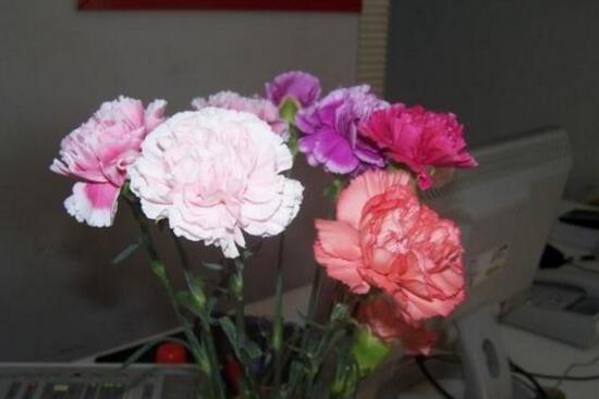 康乃馨怎么水養(yǎng)，康乃馨水培生根步驟圖