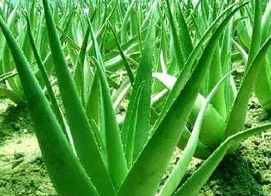 蘆薈的品種及圖片名稱，盤點蘆薈最受歡迎八大品種