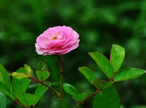 薔薇花的養(yǎng)殖方法，掌握八大方法就可養(yǎng)好