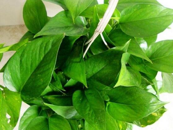 碧玉花有毒嗎，碧玉花可以養(yǎng)在室內(nèi)嗎
