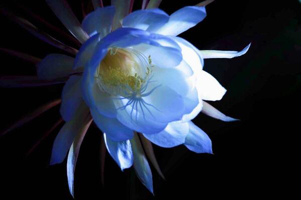 曇花的四季養(yǎng)護，一年四季不同的養(yǎng)護方法