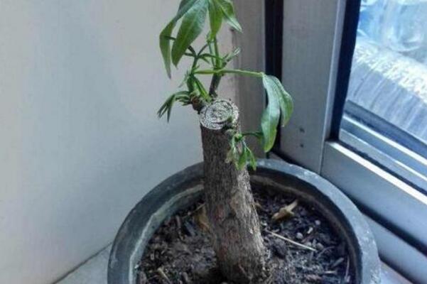 爛根的發(fā)財樹怎么生根，清除爛根并消毒