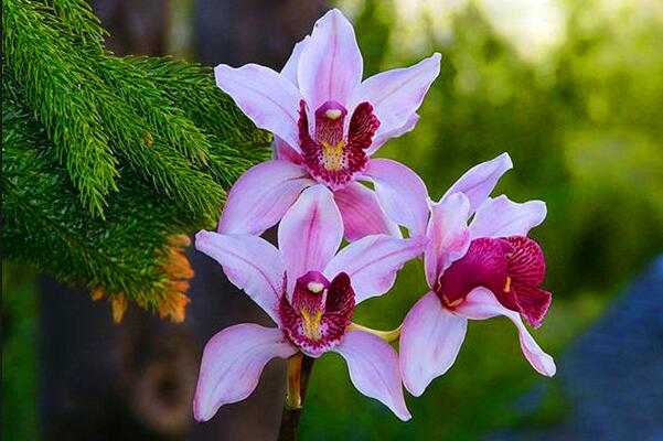 蘭花秋天怎么養(yǎng)，蘭花怎么養(yǎng)才能開(kāi)花