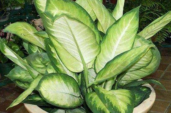 大葉萬年青有毒嗎，誤食會(huì)導(dǎo)致聲帶嘶啞、失明