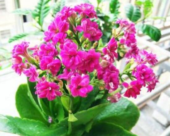 長(zhǎng)壽花冬天能開(kāi)花嗎，長(zhǎng)壽花冬季如何開(kāi)花