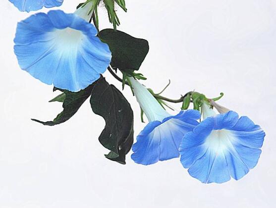 牽牛花什么時(shí)候開(kāi)花，牽?；ㄔ诿磕?-10月開(kāi)花