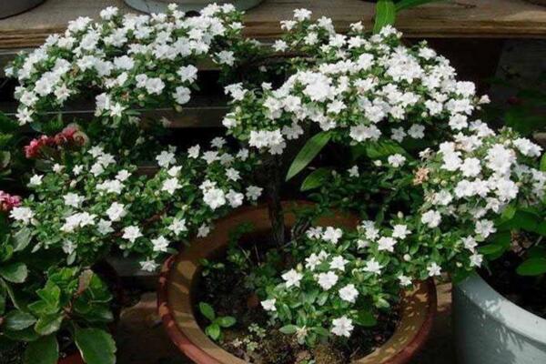 六月雪開(kāi)花時(shí)間，每年的5-7月開(kāi)花（6月開(kāi)的最旺）