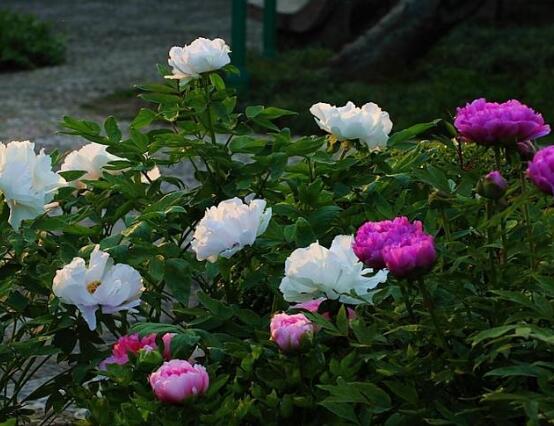 牡丹花有毒嗎，牡丹花可以在室內(nèi)養(yǎng)嗎