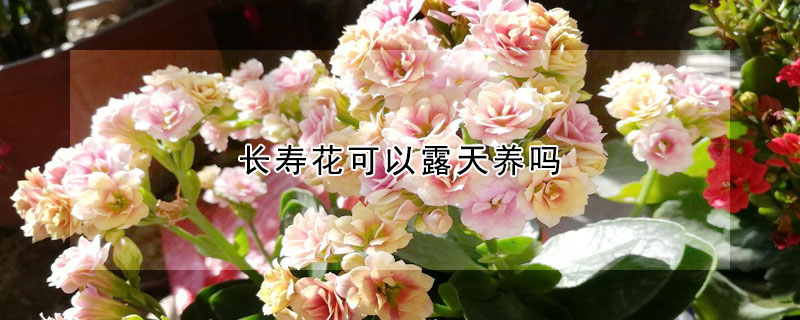 長壽花可以露天養(yǎng)嗎