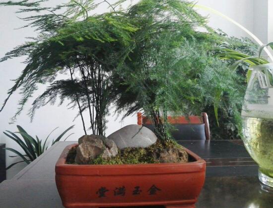 文竹可以澆白糖水嗎，易使根部灼傷、招來蚊蟲