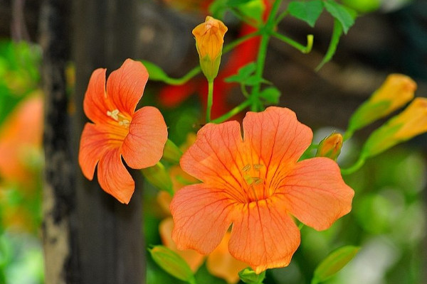 凌霄花適合什么季節(jié)種植
