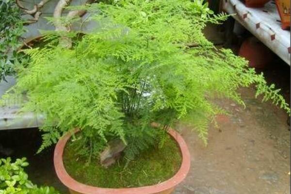 文竹用什么水比較好，強烈建議澆木炭水（有吸附雜質(zhì)污漬功能）