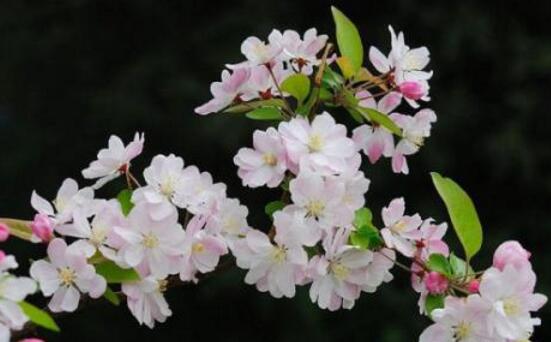 海棠花怎么施肥，海棠花施復(fù)合肥最好