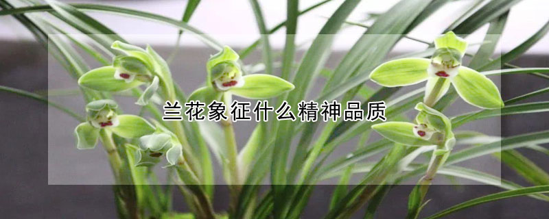 蘭花象征什么精神品質(zhì)