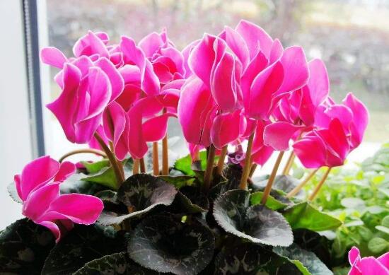 仙客來花期多久，仙客來花謝了怎么處理