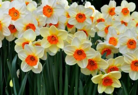 水仙花什么時候開花，水仙花花期在冬季