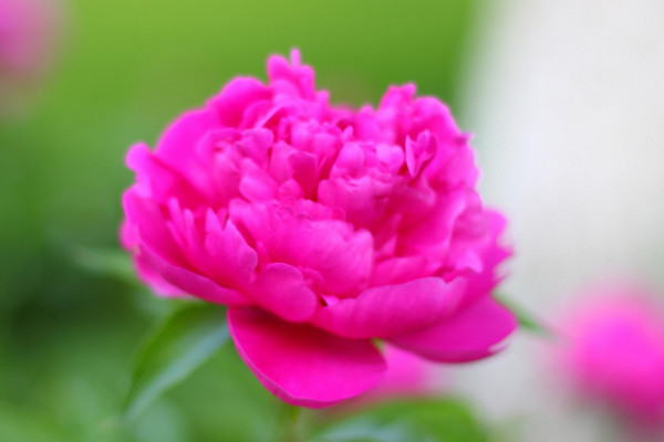 芍藥花語(yǔ)
