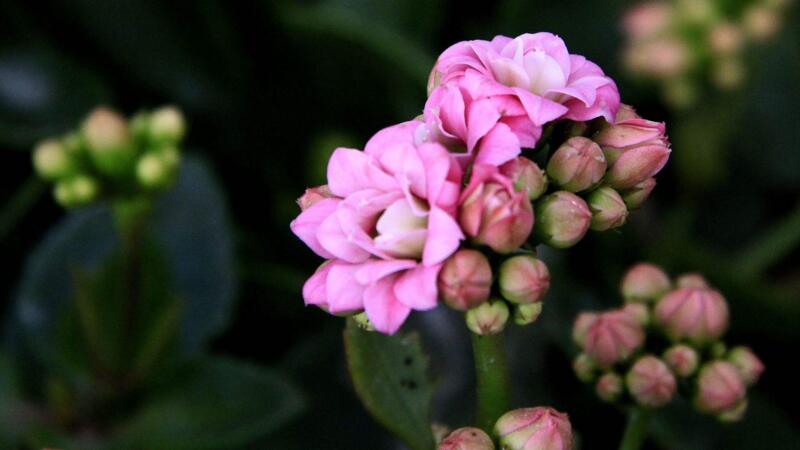 長壽花怎么養(yǎng)護(hù)
