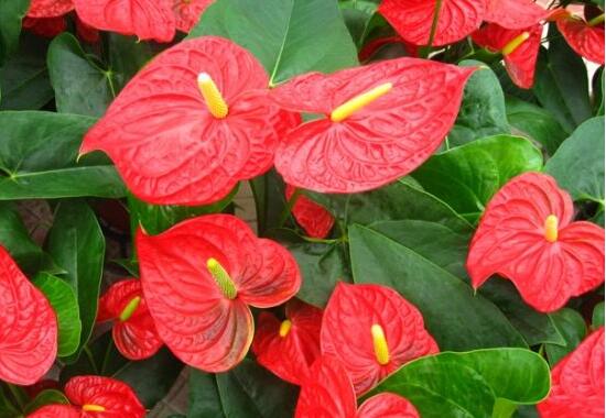 紅掌什么時候開花，一年四季均可開花