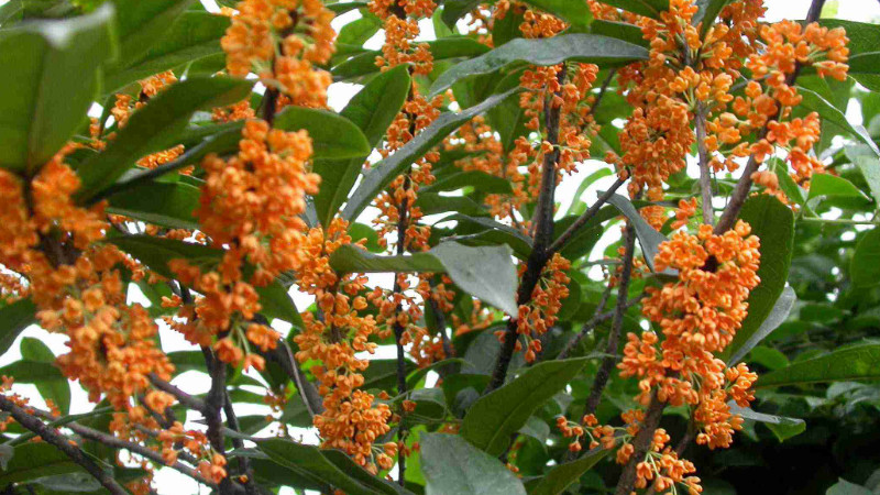 桂花盆景怎么養(yǎng)