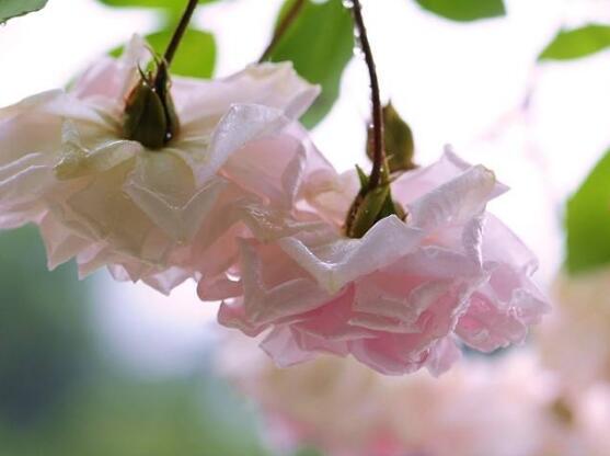 薔薇花花期，薔薇花在哪個季節(jié)開