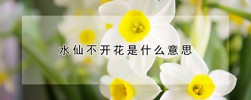 水仙不開(kāi)花是什么意思