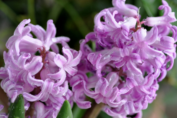 風(fēng)信子開(kāi)完花后怎么處理