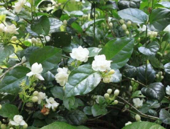 茉莉花掉葉子怎么辦，四種原因以及解決辦法