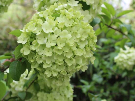 繡球花只長(zhǎng)葉子不開(kāi)花，做好四點(diǎn)解決辦法便花開(kāi)爆盆