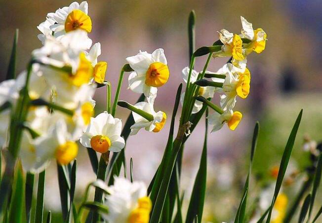 水仙花和風(fēng)信子的區(qū)別，從3個(gè)方面了解不同之處