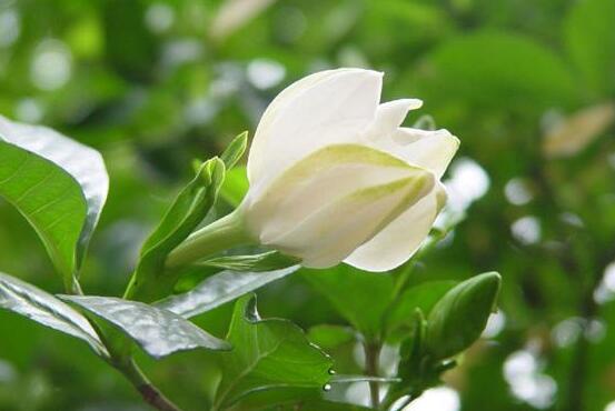 梔子花花期是什么時(shí)候，從每年四月一直開(kāi)到八月