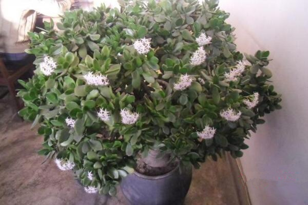 燕子掌會(huì)開花嗎，可以開花但是開花難度較高