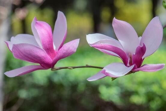 玉蘭花花語(yǔ)，代表著高潔、芬芳，純潔的愛(ài)，感恩