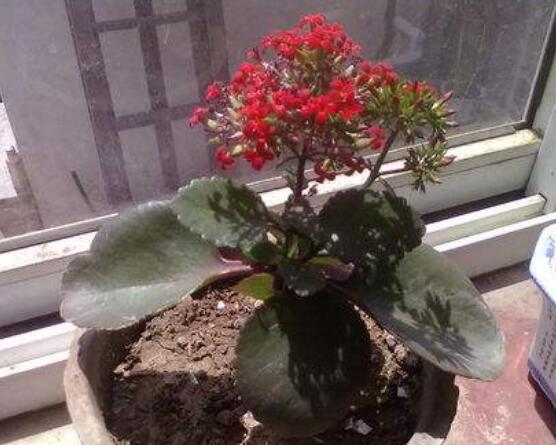 長壽花的養(yǎng)殖方法，總結(jié)最實用最基礎(chǔ)的八種養(yǎng)殖方法