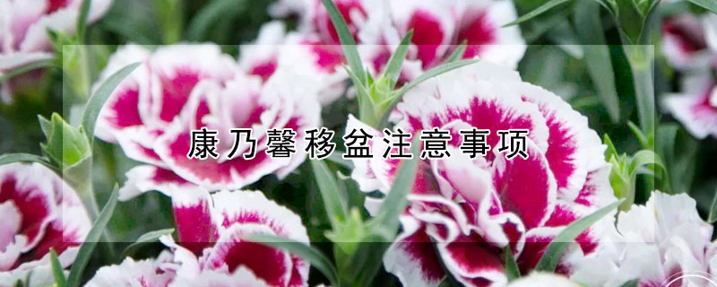 康乃馨移盆注意事項(xiàng)