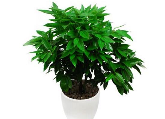 平安樹怎么養(yǎng)才茂盛，平安樹的養(yǎng)殖方法