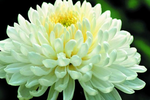清明節(jié)為什么獻菊花