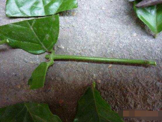 茉莉花怎么繁殖，茉莉花繁殖方法